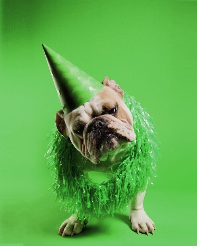 Mops mit grüner Papiermütze und grünem Lametta — Maskottchen der Mööpps